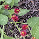 Acalypha villicaulis